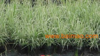 青州市彥明花卉苗木種植專業合作社批發供應草花苗木,宿根花卉,小區綠化苗木,水體綠化植物