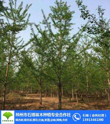 銀杏樹價格表、銀杏樹、石博苗木