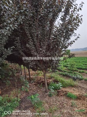 蒙城縣榮鑫苗木種植專業合作社