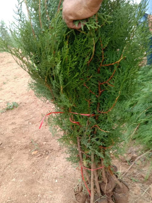 泰安側柏苗種植