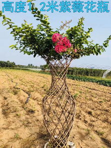 2020年農業林業創業好項目 花卉苗木種植 海棠植物編藝工藝分享