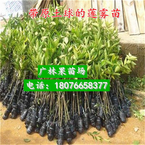 廣西南寧番石榴樹苗哪家值得信賴