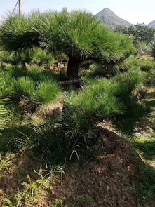 種植基地 大連50公分景觀松大量出售