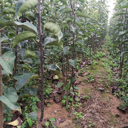 【遼寧梨樹苗多少錢最新品種】- 