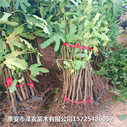 波姬紅無花果苗價格 波姬紅無花果苗多少錢一棵