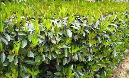 澤誠苗木種植 法桐多少錢 寧夏法桐