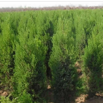 沁水縣綠晉苗木種植專業合作社