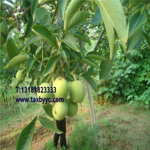 魯光核桃苗直銷價格山東核桃品種苗基地