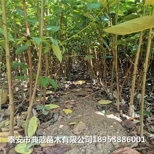 1年柿子樹苗多少錢一棵 柿子樹苗品種介紹