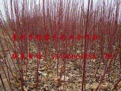 哪里能買到實惠的綠化苗木 綠化苗木批發,哪里能買到實惠的綠化苗木 綠化苗木批發生產廠家,哪里能買到實惠的綠化苗木 綠化苗木批發價格