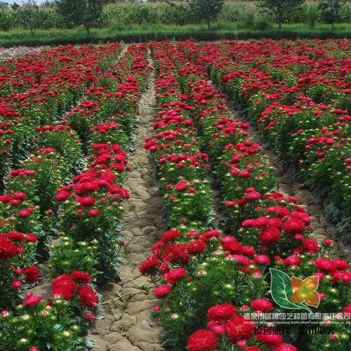 廠家直銷 草本植物 景觀綠化 優質花卉種子 翠菊 庭院種植