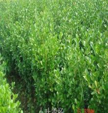 固安苗木種植基地