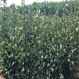 秦皇島 嫁接新興梨梨樹苗批發基地新聞