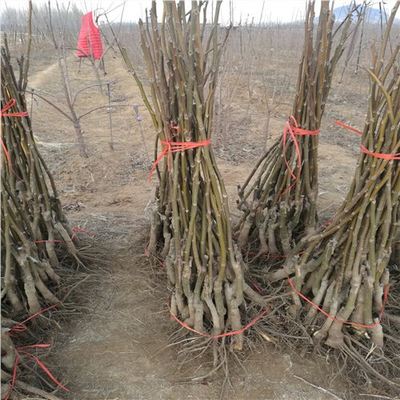 紙皮核桃苗、核桃樹苗、巫山基地價