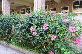 陽臺種上這5種花卉,一年四季都少不了花朵看