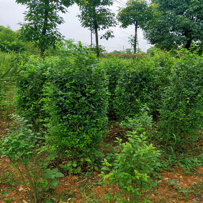 湖南雙玉苗木種植專業合作社