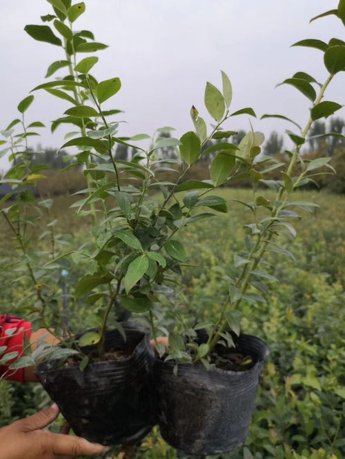 3年萊克西藍莓苗多少錢
