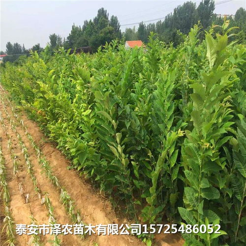 板栗苗基地 板栗苗報價 板栗苗