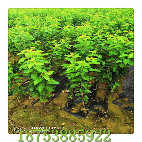 推薦大櫻桃樹苗更新報價 櫻桃成品種苗品種配置