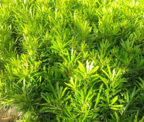 南方花木網 電商使苗木產品與市場 零距離