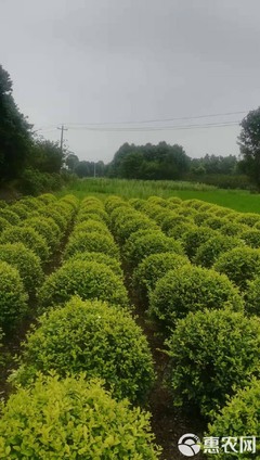 四川成都金葉女貞球基地