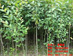 基地女貞小苗批發-綠軒苗木-女貞小苗批發