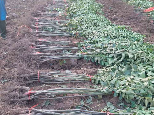 種植核桃報價 廠家