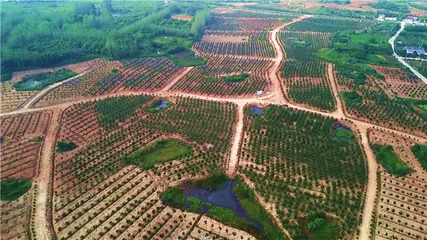 句容邊城:做足林下文章 助推“青山”變“金山”