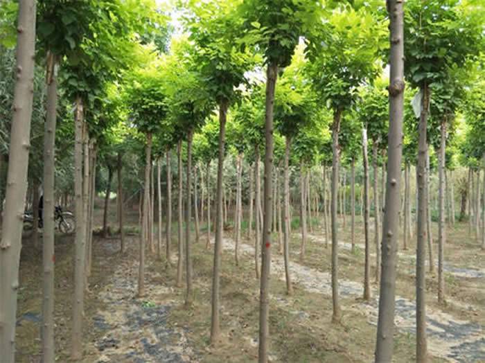 【四川白蠟樹價格-金正苗木專業合作社-20公分白蠟樹價格表圖片】四川白蠟樹價格-金正苗木專業合作社-20公分白蠟樹價格表圖片大全 - 邳州市金正銀杏苗木種植專業合作社