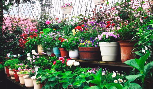 神畫種植季 小花兒成長計劃