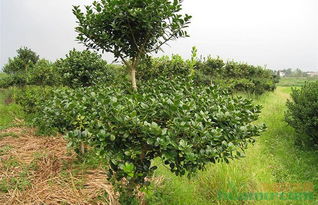 做苗木什么情況下可以盈利