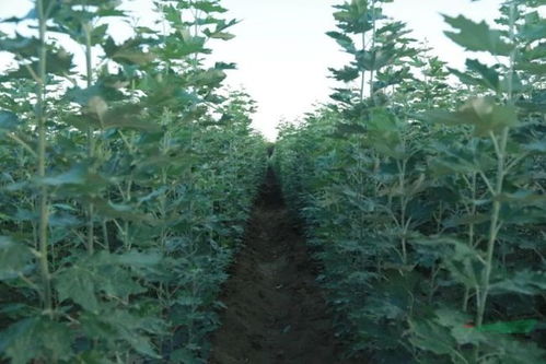 趟出 苗木種植 林下經濟 致富路