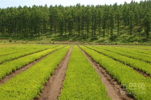 江蘇苗木基地有哪些