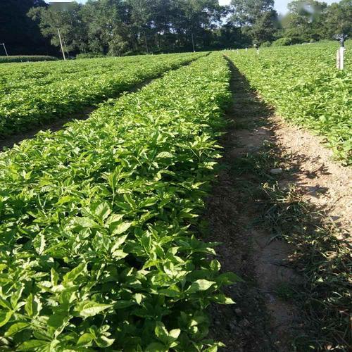 短梗五加苗木播種繁殖技術