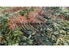 簡陽市洪森苗木種植專業合作社公司簡介簡陽市洪森苗木種植專業合作社