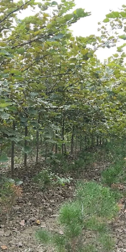 恭喜新鄉市大象苗木種植專業合作社入駐苗木通 買杜仲就找大象