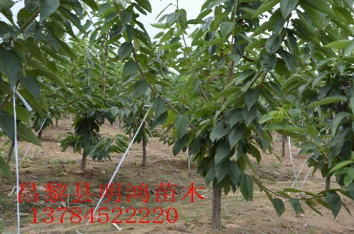 提供美早大櫻桃樹苗價格 河北省昌黎縣明鴻苗木種植專業(yè)合作社 k9蘋果樹樹苗