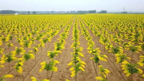 今冬明春河南要種哪些樹 全省可供超10億株 140多種苗木