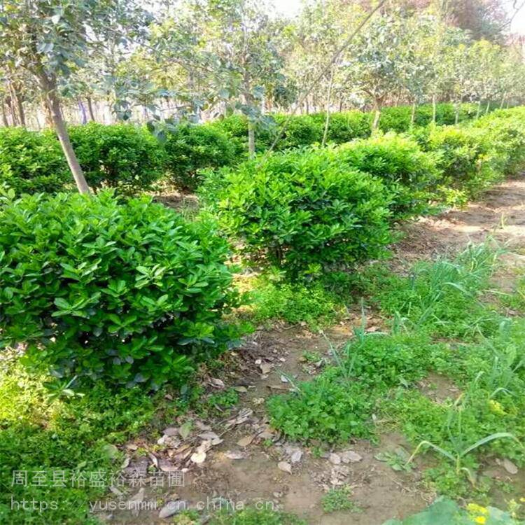 北方苗木基地 油松 紫玉蘭 草籽綠化多色化