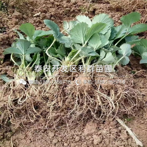 紅顏草莓苗 紅顏草莓苗價格