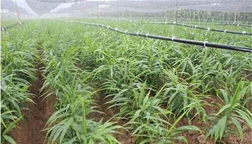 干姜是常用中藥,我們生活中常用調(diào)料生姜干制品,干姜的種植技術(shù)