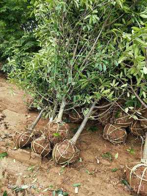 【河南中華石楠地徑4公分價格】潢川縣東升苗木種植專業(yè)合作社 - 產(chǎn)品庫