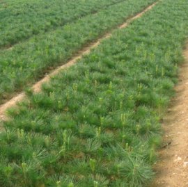 山東油松苗木-莒南松生苗木