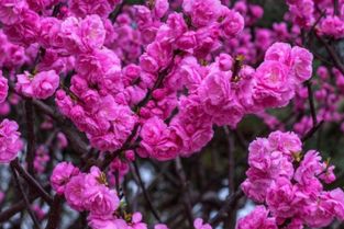 哈爾濱榆葉梅苗木種植直銷哪家好批發貴不貴