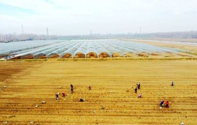 宿遷泗陽:守住“農田姓農”底線 鄉村振興畫卷徐徐展開