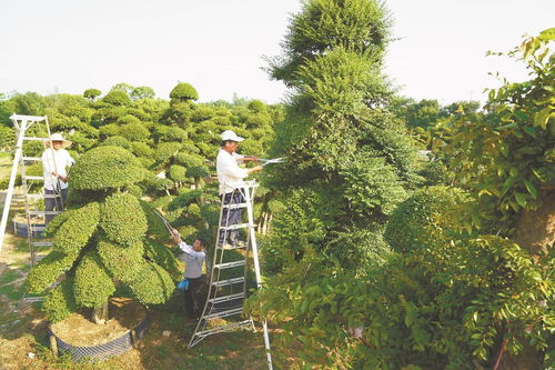 新模式發展苗木種植