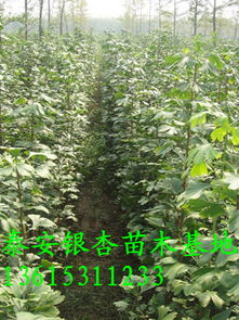 銀杏小苗 山東銀杏 供應山東銀杏小苗