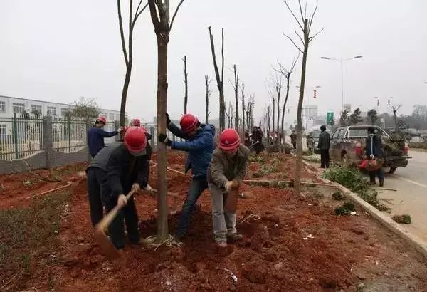 園林綠化施工技術匯總!