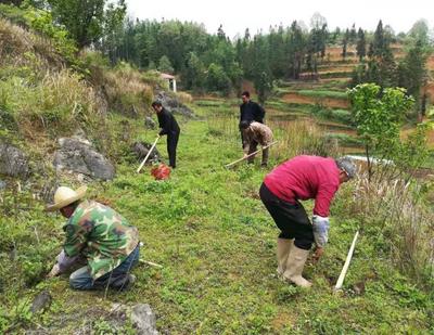 楊武鄉屯寨村開展“退耕還林種植苗木”工作