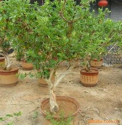 平邑縣聯手金銀花苗木種植專業合作社